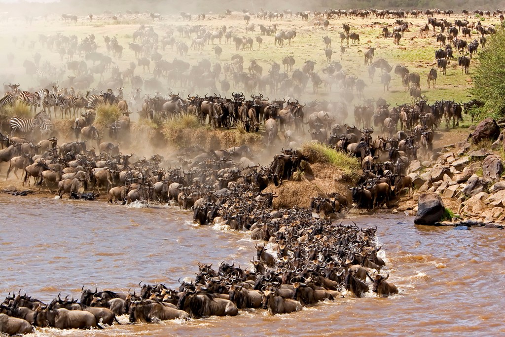 9 Days Mara River Clossing Safari